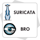 IDS Network Analysis